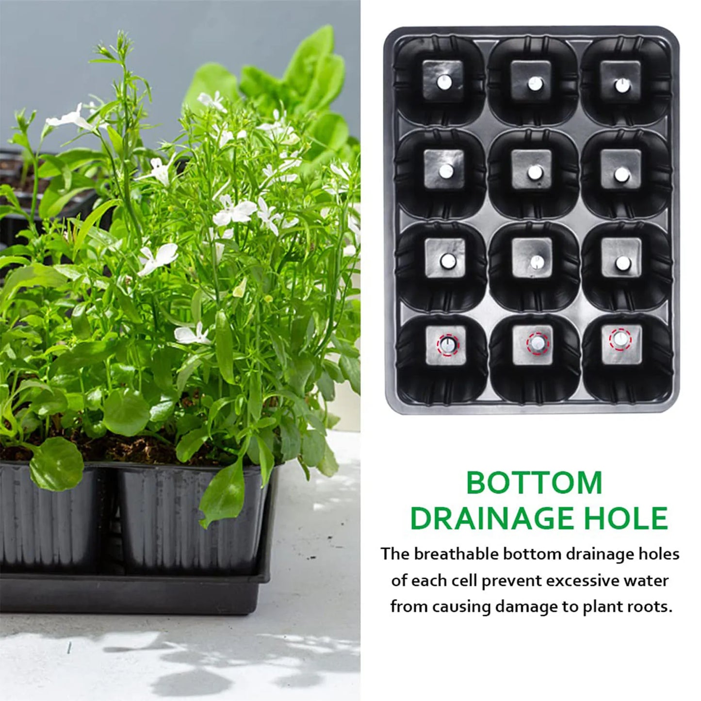12-Hole Vegetable Seedling Tray