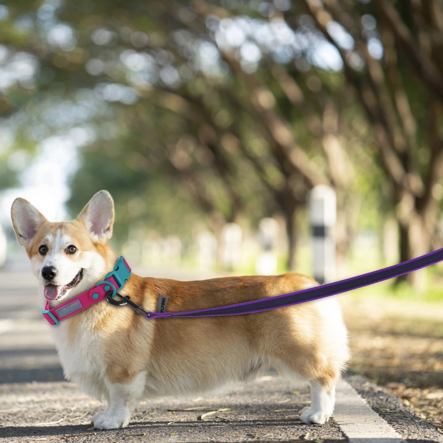 Dual-Color Latex Silk Dog Leash