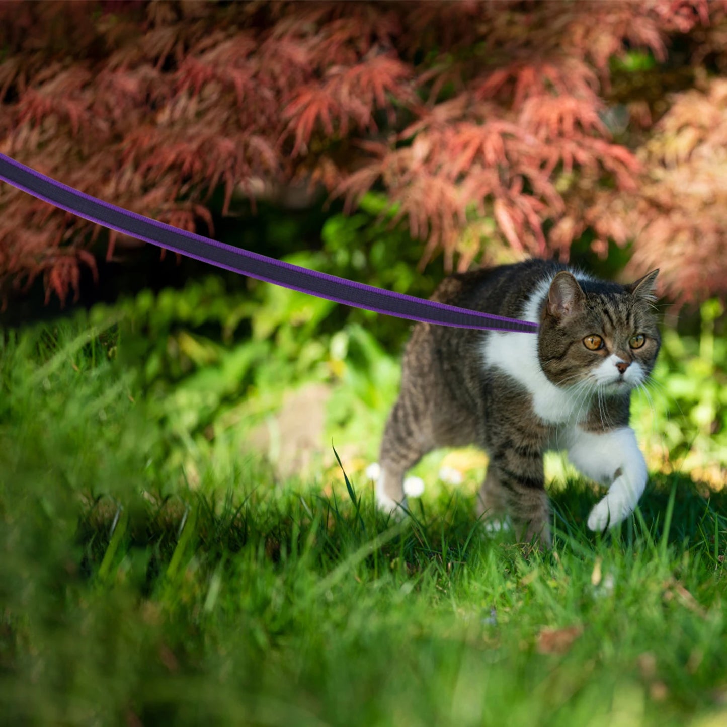 Dual-Color Latex Silk Dog Leash