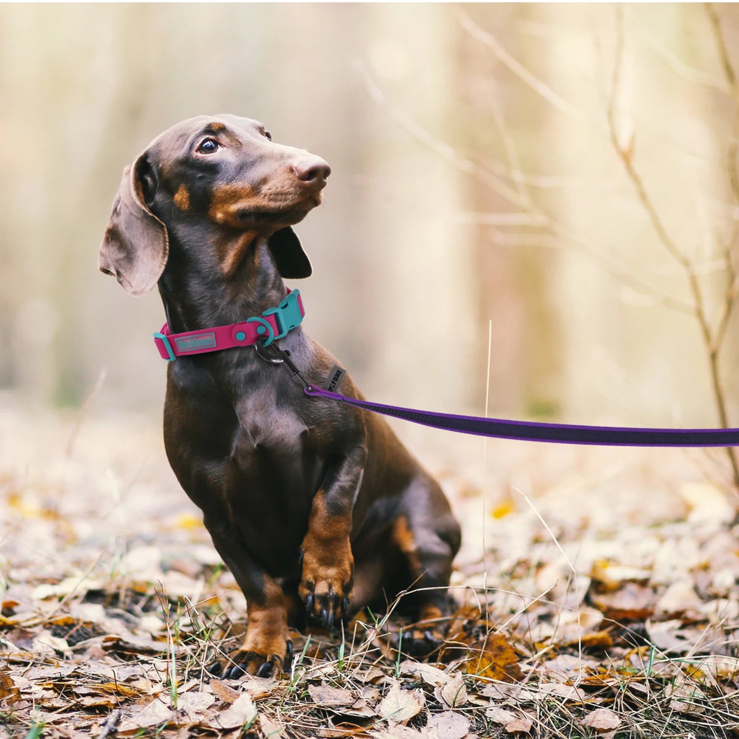Dual-Color Latex Silk Dog Leash